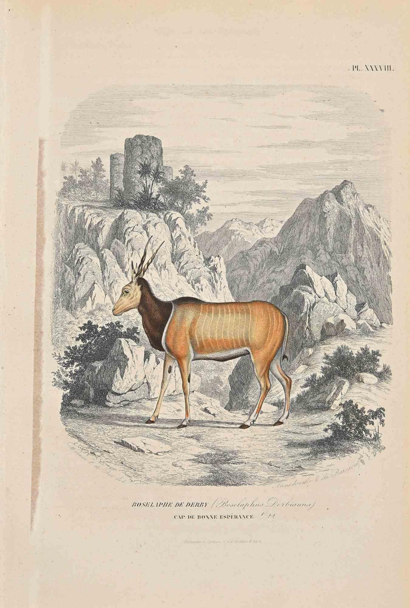 Boselaphe  De Derby is an original colored lithograph on ivory-colored paper, realized by Paul Gervais (1816-1879). The artwork is from The Series of "Les Trois Règnes de la Nature", and was published in 1854.

Good conditions

Titled on the