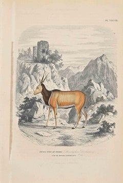 Boselaphe  De Derby - Lithographie originale de Paul Gervais - 1854