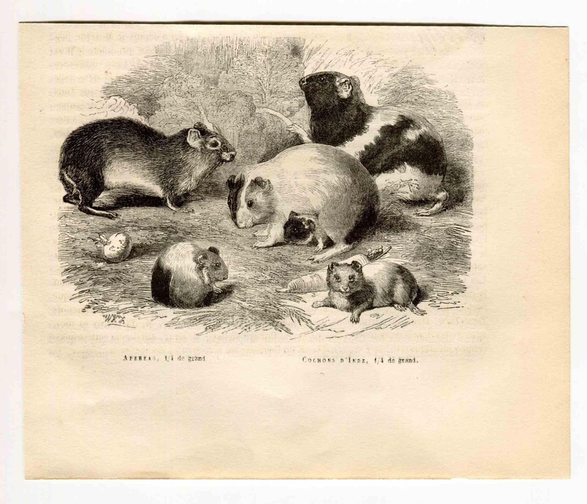 Cochon d'Inde brésilien est une lithographie originale sur papier couleur ivoire, réalisée par Paul Gervais (1816-1879). L'œuvre est tirée de la série "Les Trois Règnes de la Nature", et a été publiée en 1854.

Bonnes conditions.

Titré sur le bas.