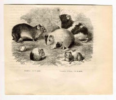 Brazilian Guinea Pig - Original Lithograph by Paul Gervais - 1854
