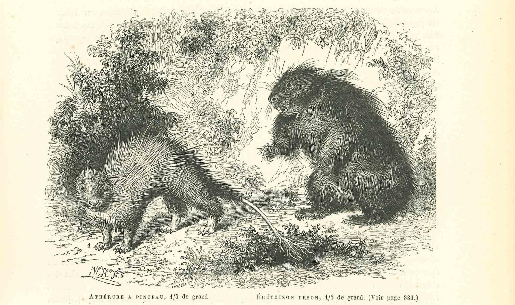 Brush-tailed Porcupine is an original lithograph on ivory-colored paper, realized by Paul Gervais (1816-1879). The artwork is from The Series of "Les Trois Règnes de la Nature", and was published in 1854.

Good conditions.

Titled on the lower. With