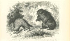 Brush-tailed Porcupine - Original Lithograph by Paul Gervais - 1854