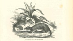 Cane Rat - Original Lithograph by Paul Gervais - 1854