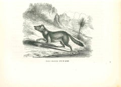 Canis Crabier – Lithographie von Paul Gervais – 1854