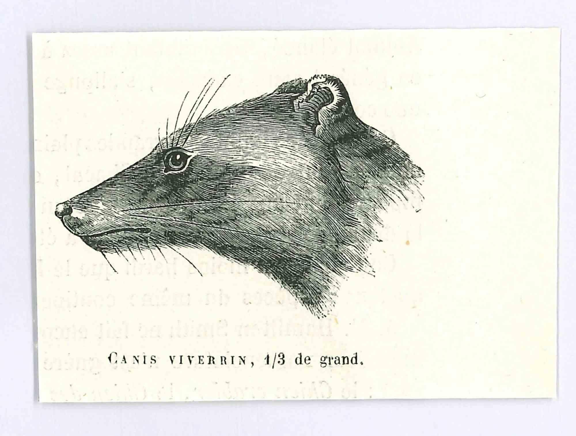 Canis Viverin - Lithographie originale de Paul Gervais - 1854