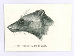Canis Viverin - Original Lithograph by Paul Gervais - 1854