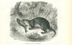 Katzenfisch –  Lithographie von Paul Gervais, 1854