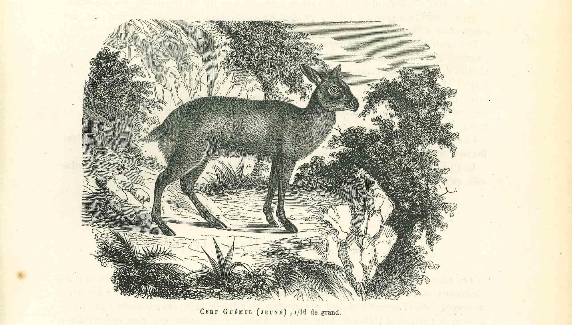 Cerf Gueul - Original Lithograph by Paul Gervais - 1854