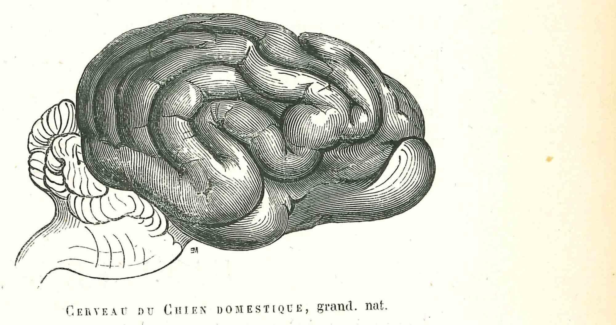 Litografia su carta color avorio, realizzata da Paul Gervais (1816-1879). L'opera è tratta dalla serie "Les Trois Règnes de la Nature" ed è stata pubblicata nel 1854.

Buone condizioni.

Titolato in basso. Con le note sul retro.

La serie di opere