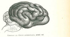 Cerveau de Chien Domestique - Lithographie von Paul Gervais - 1854