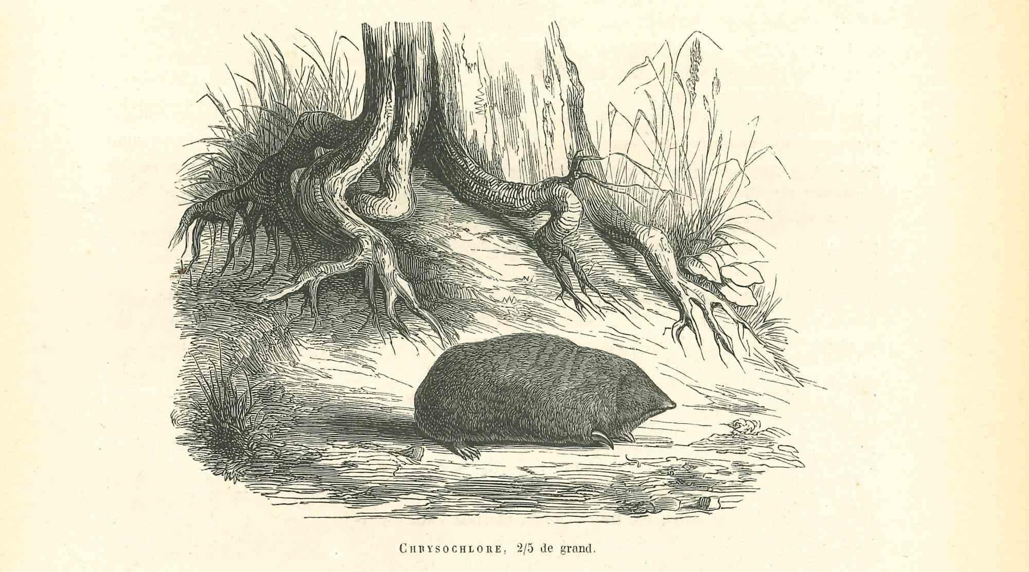 Chbysochlore - Original Lithograph by Paul Gervais - 1854