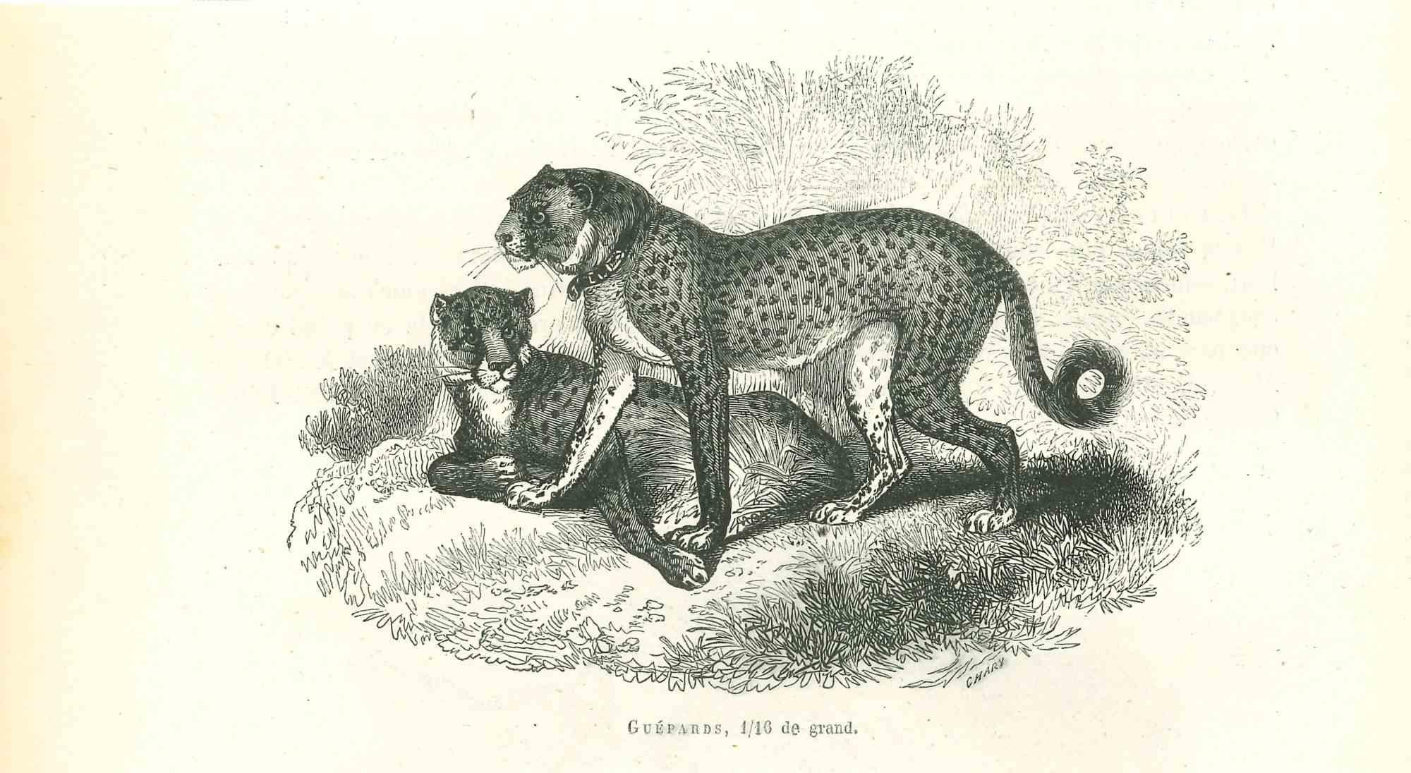 Cheetah - Original Lithograph by Paul Gervais - 1854