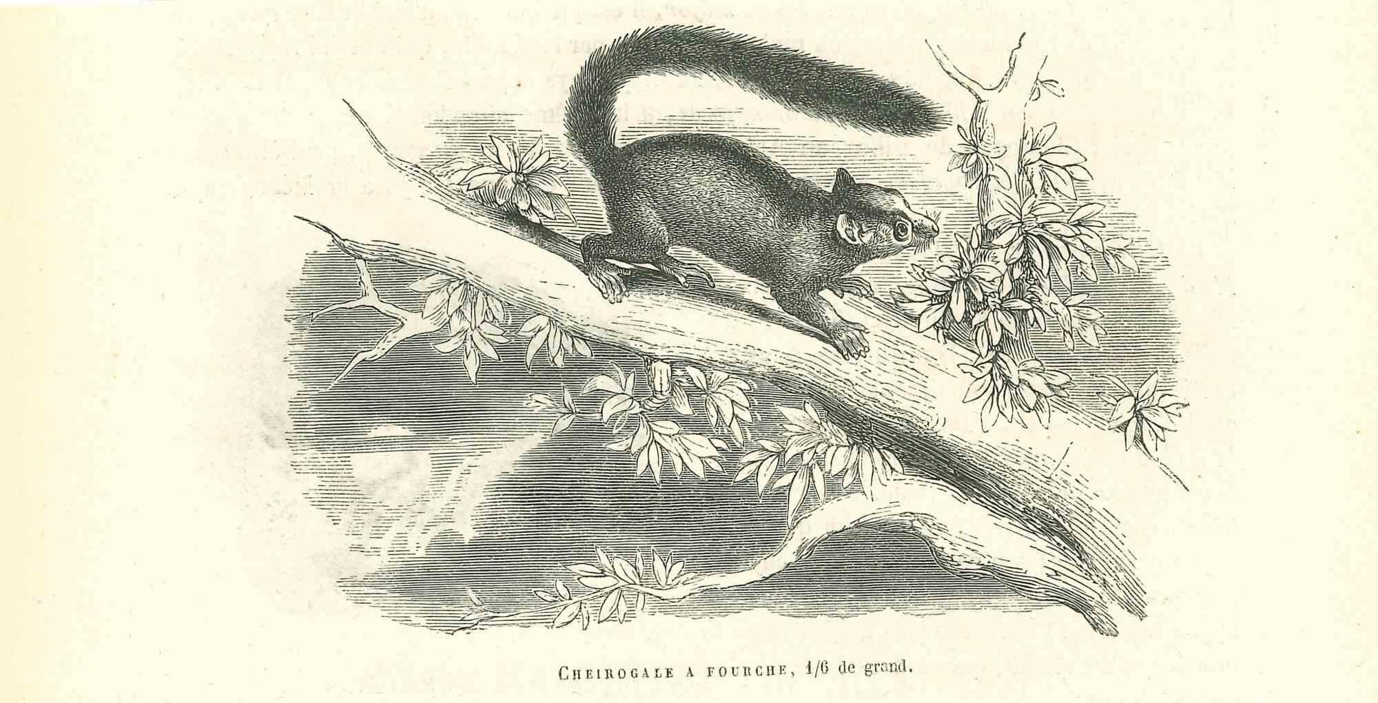 Cheirogale A Fourche - Lithographie originale de Paul Gervais - 1854