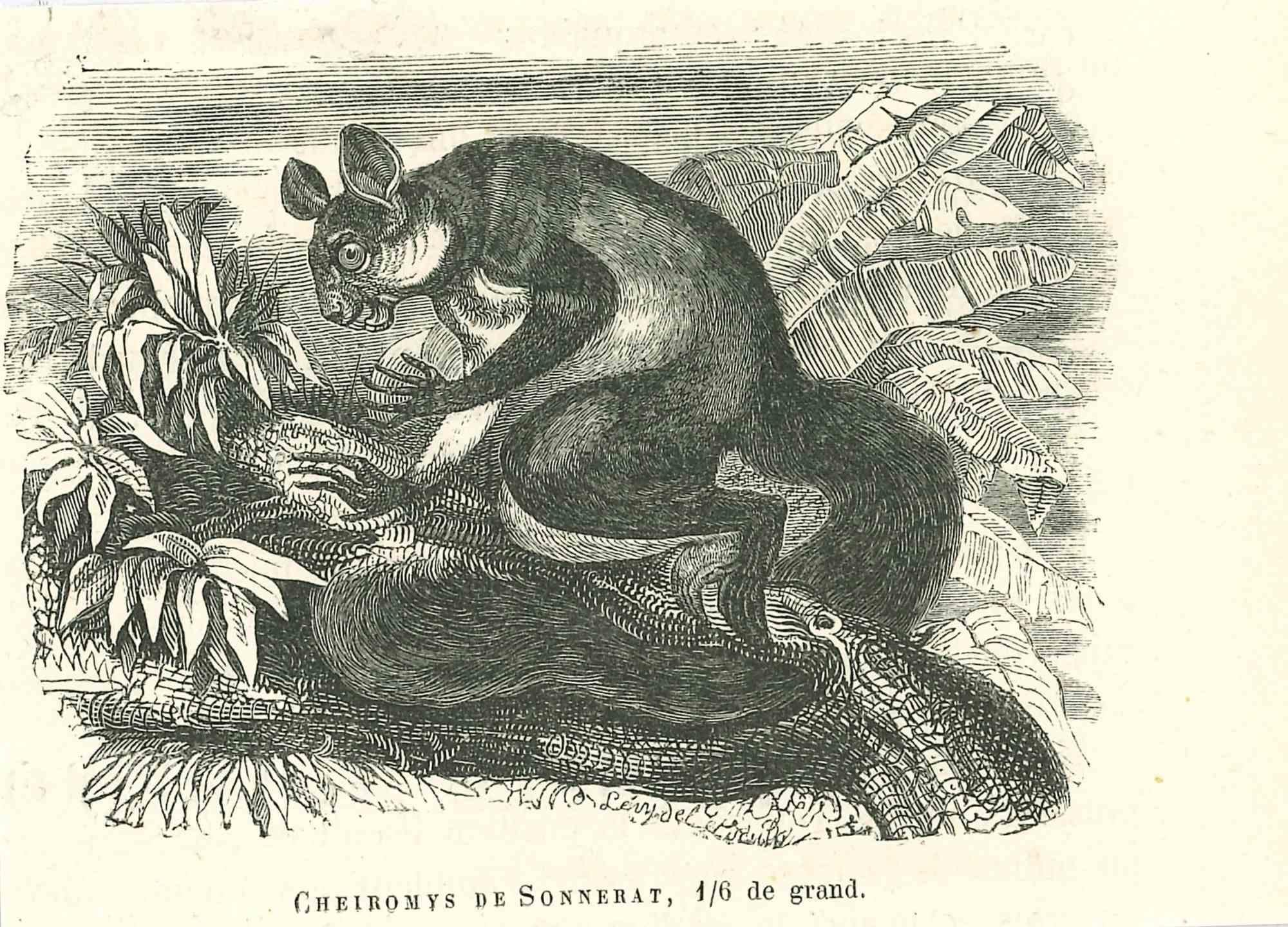 Cheiromys De Sonnerat is an original lithograph on ivory-colored paper, realized by Paul Gervais (1816-1879). The artwork is from The Series of "Les Trois Règnes de la Nature", and was published in 1854.

Good conditions.

Titled on the lower. With