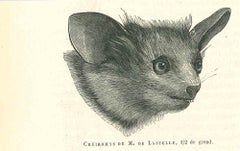 Cheiromys – Originallithographie von Paul Gervais – 1854