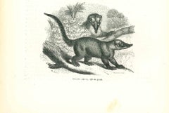 Coatis Bruns - Lithographie de Paul Gervais - 1854