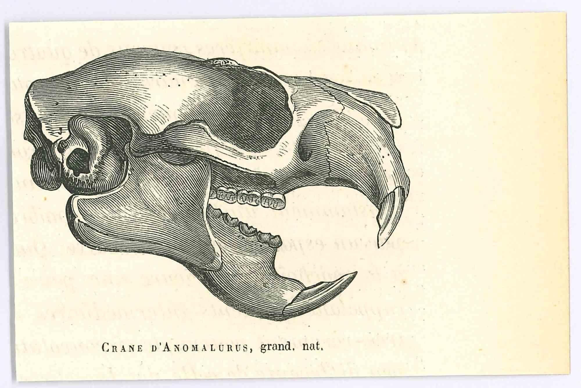 Lithograph on ivory-colored paper, realized by Paul Gervais (1816-1879). The artwork is from The Series of "Les Trois Règnes de la Nature", and was published in 1854.

Good conditions.

Titled on the lower. With the notes on the rear.

The series of