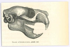 Estampes - Animaux - Moderne