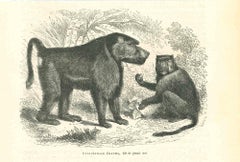 Cynocphale Chacma - Originallithographie von Paul Gervais - 1854
