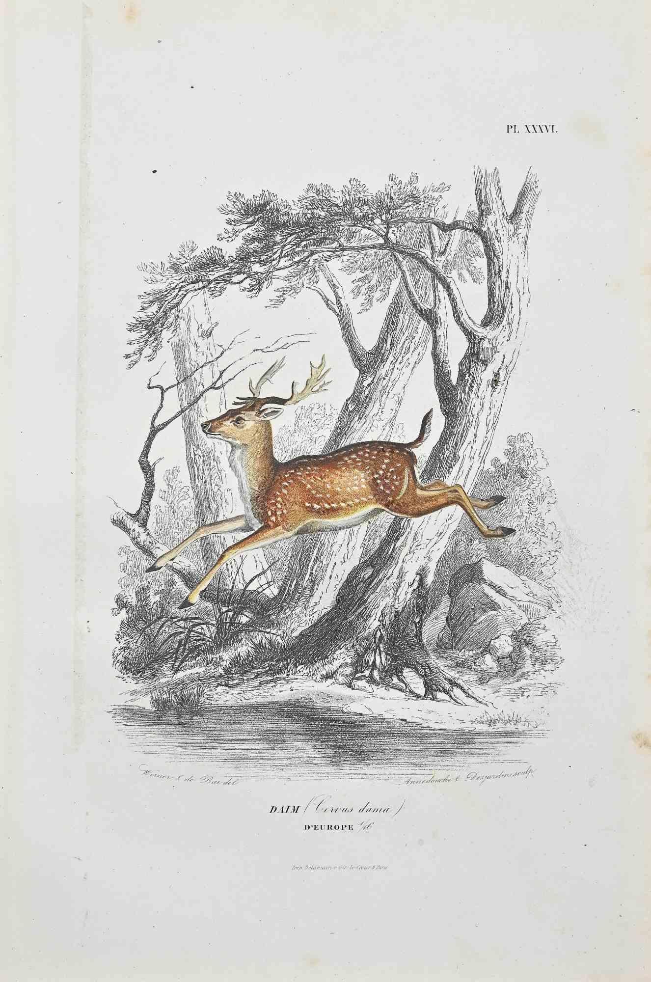 Der Hirsch ist eine Originallithographie auf elfenbeinfarbenem Papier, die von Paul Gervais (1816-1879) geschaffen wurde. Das Kunstwerk stammt aus der Serie "Les Trois Règnes de la Nature" und wurde 1854 veröffentlicht.

Auf der unteren Seite