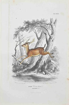 Cerf - Lithographie originale de Paul Gervais - 1854