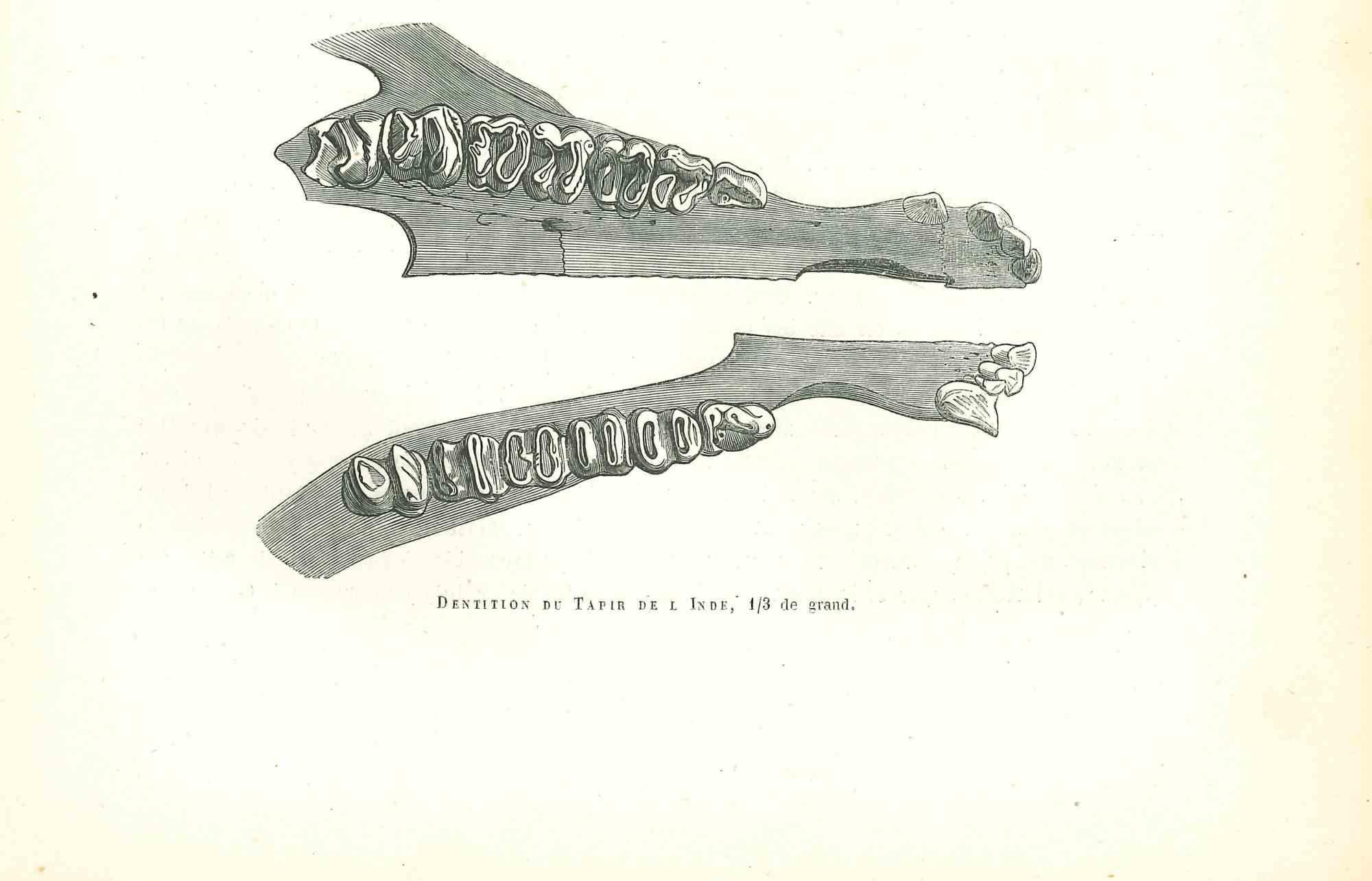 Dentition du Tapir de l'Inde - Litografía de Paul Gervais - 1854