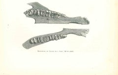 Dentition du Tapir de l'Inde - Lithographie von Paul Gervais - 1854