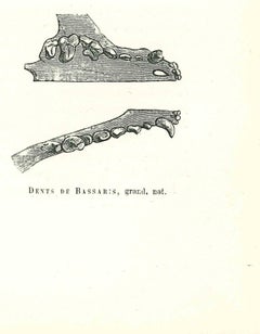 Dents de Bassaris - Lithographie von Paul Gervais - 1854