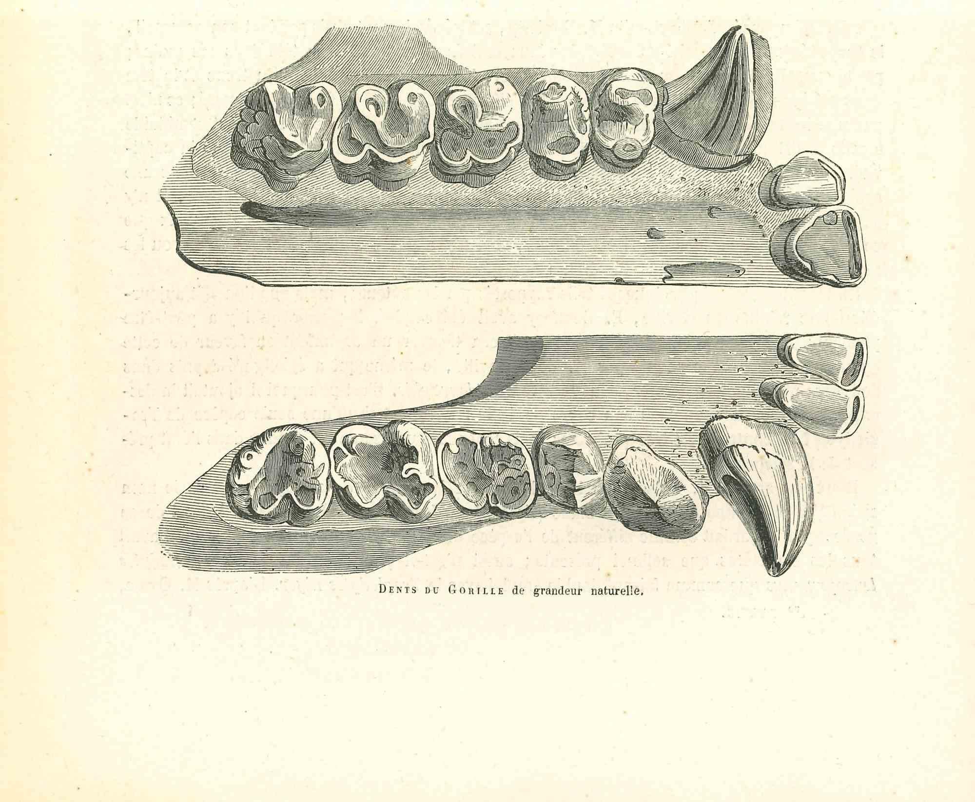 Litografía sobre papel color marfil, realizada por Paul Gervais (1816-1879). La obra pertenece a la serie de "Les Trois Règnes de la Nature", y fue publicada en 1854.

Buenas condiciones.

Titulado en la parte inferior. Con las notas en la parte