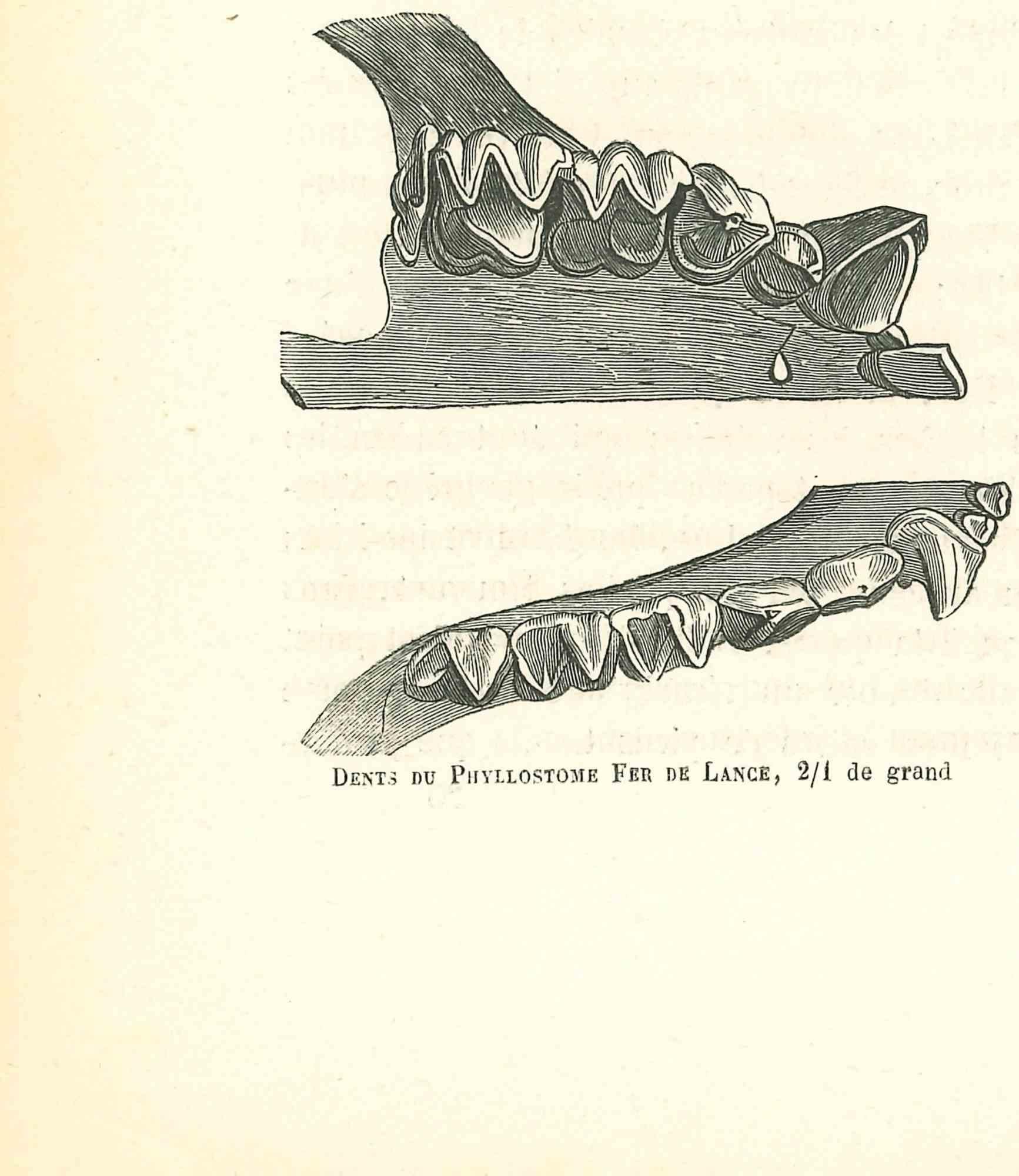 Dents du Phyllostome Fer de Lance - Litografía de Paul Gervais - 1854