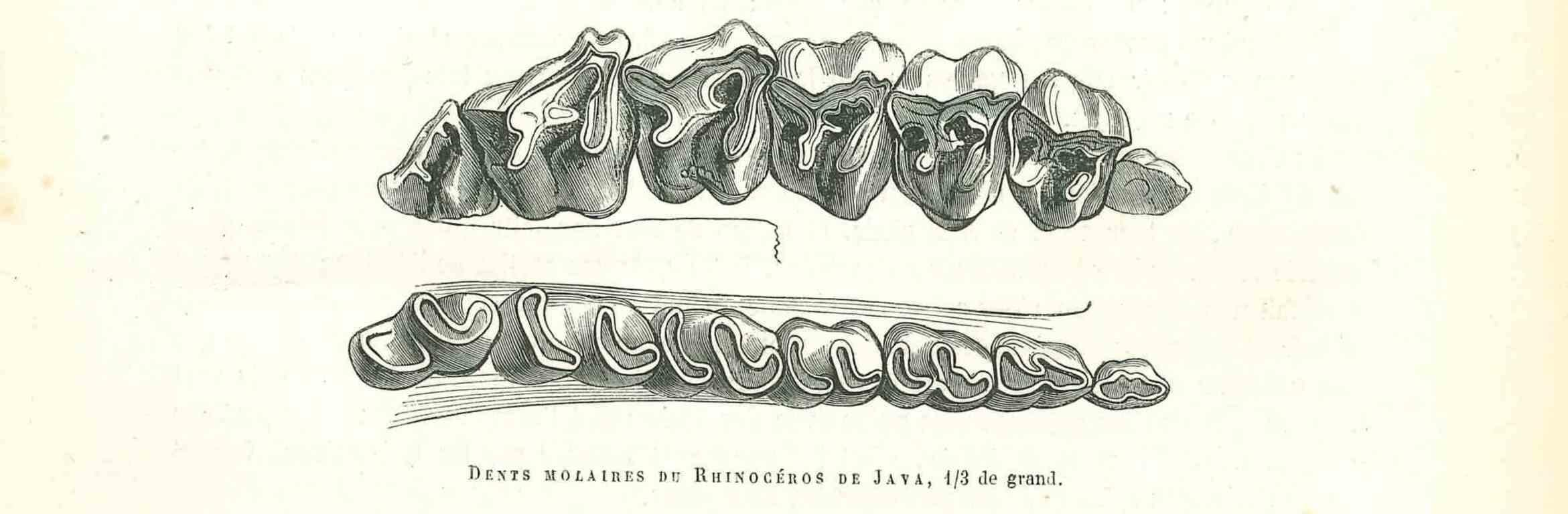 Dents Molaires du Rhinocéros de Java - Litografía de Paul Gervais - 1854