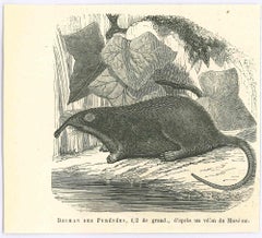 Desman – Originallithographie von Paul Gervais, 1854