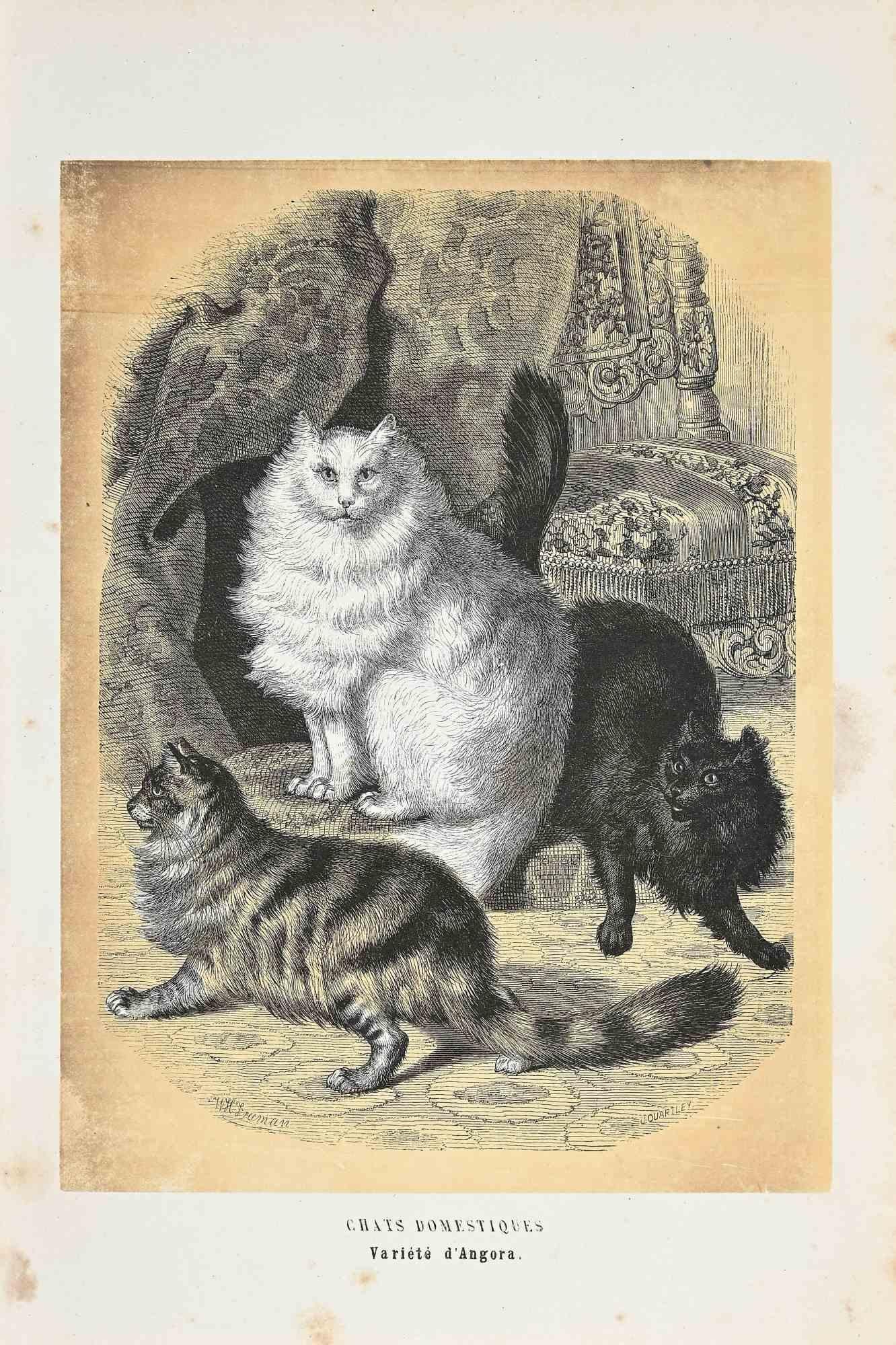 Domestic Cats ist eine Originallithografie auf elfenbeinfarbenem Papier, die von Paul Gervais (1816-1879) geschaffen wurde. Das Kunstwerk stammt aus der Serie "Les Trois Règnes de la Nature" und wurde 1854 veröffentlicht.

Guter Zustand bis auf