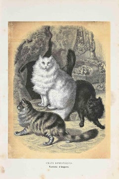 Cats domestiques - Lithographie originale de Paul Gervais - 1854