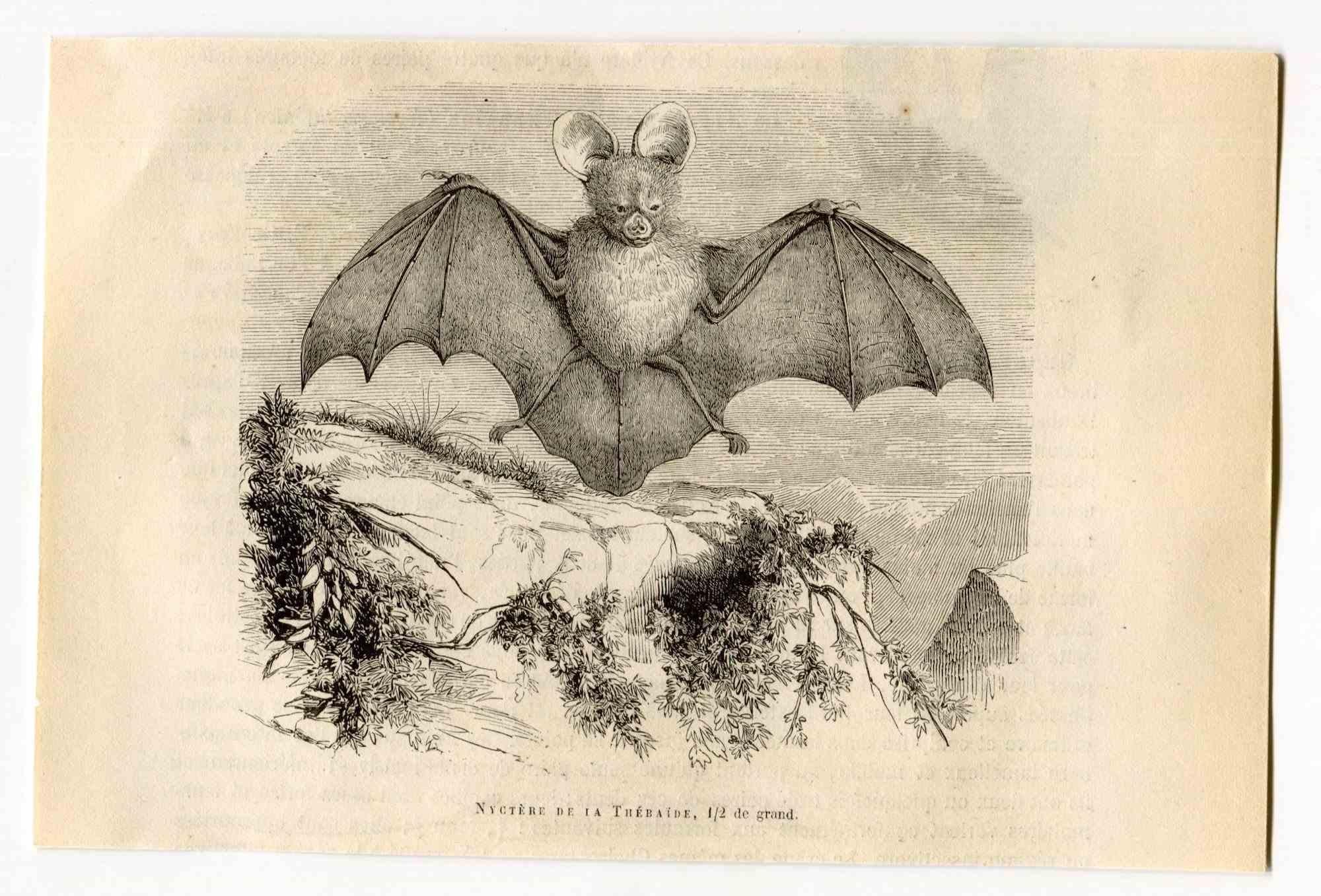 Egyptian slit-faced Bat -  Lithograph by Paul Gervais - 1854