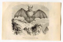 Antique Egyptian slit-faced Bat -  Lithograph by Paul Gervais - 1854