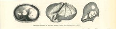 Fetus of a Bat - Original Lithograph by Paul Gervais - 1854