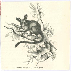 Galago - Lithograph by Paul Gervais - 1854