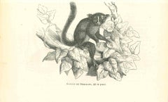 Galago - Lithographie originale de Paul Gervais - 1854