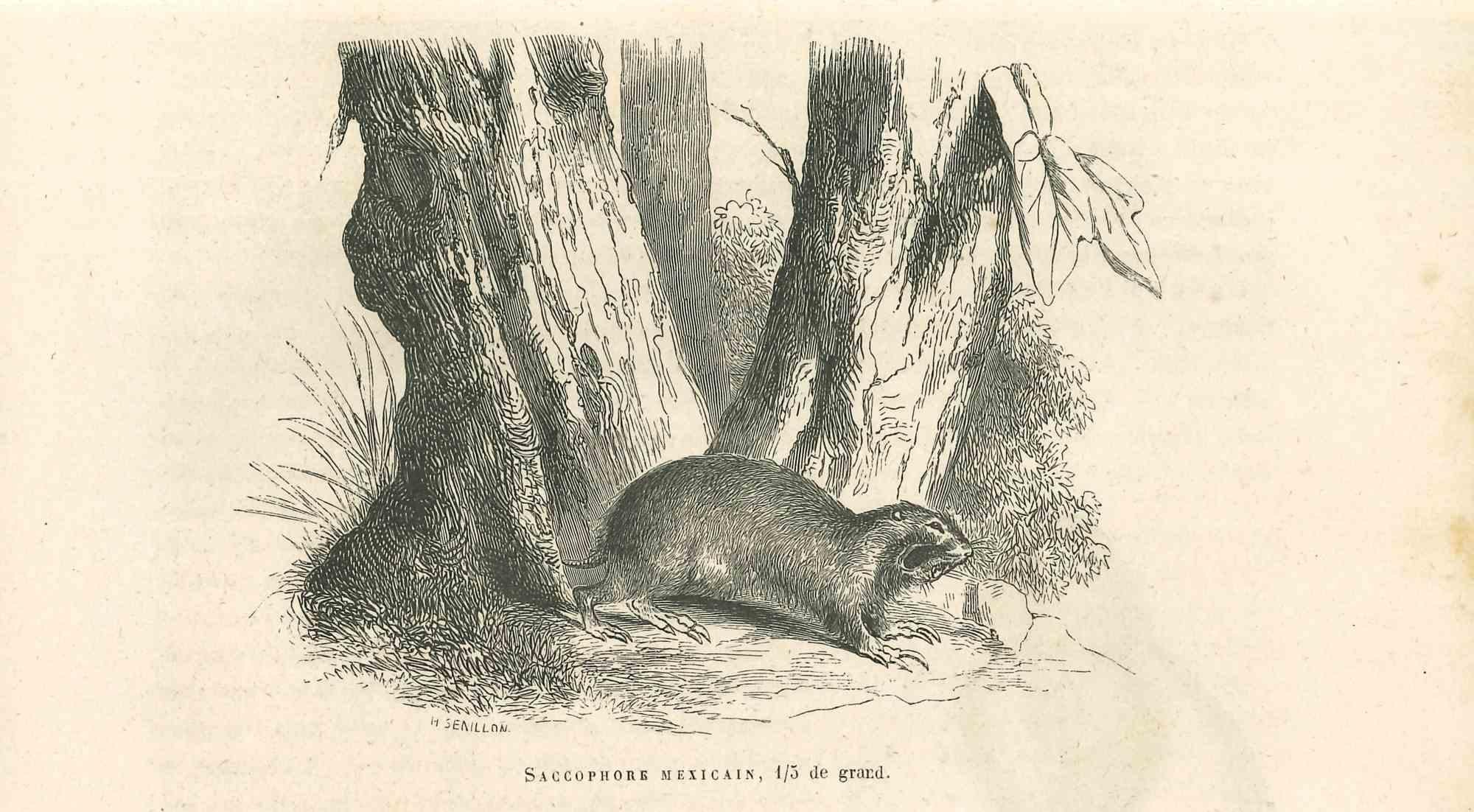 Galidie Elégante is an original lithograph on ivory-colored paper, realized by Paul Gervais (1816-1879). The artwork is from The Series of "Les Trois Règnes de la Nature", and was published in 1854.

Good conditions.

Titled on the lower. With the