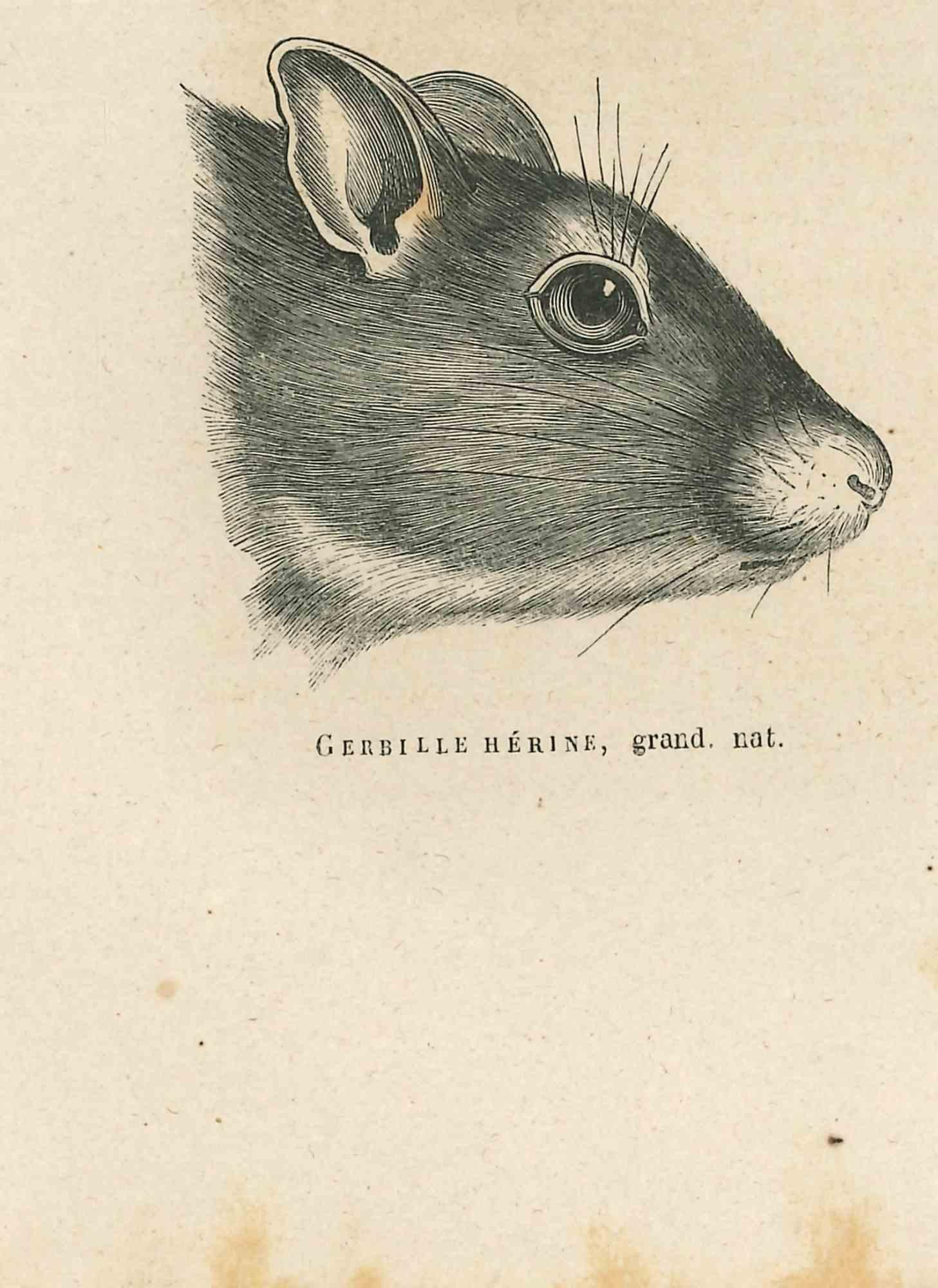Gerbil is an original lithograph on ivory-colored paper, realized by Paul Gervais (1816-1879). The artwork is from The Series of "Les Trois Règnes de la Nature", and was published in 1854.

Good conditions.

Titled on the lower. With the notes on