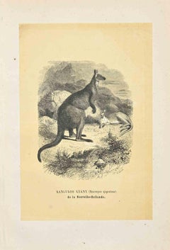 Antique Giant Kanguroo - Original Lithograph by Paul Gervais - 1854