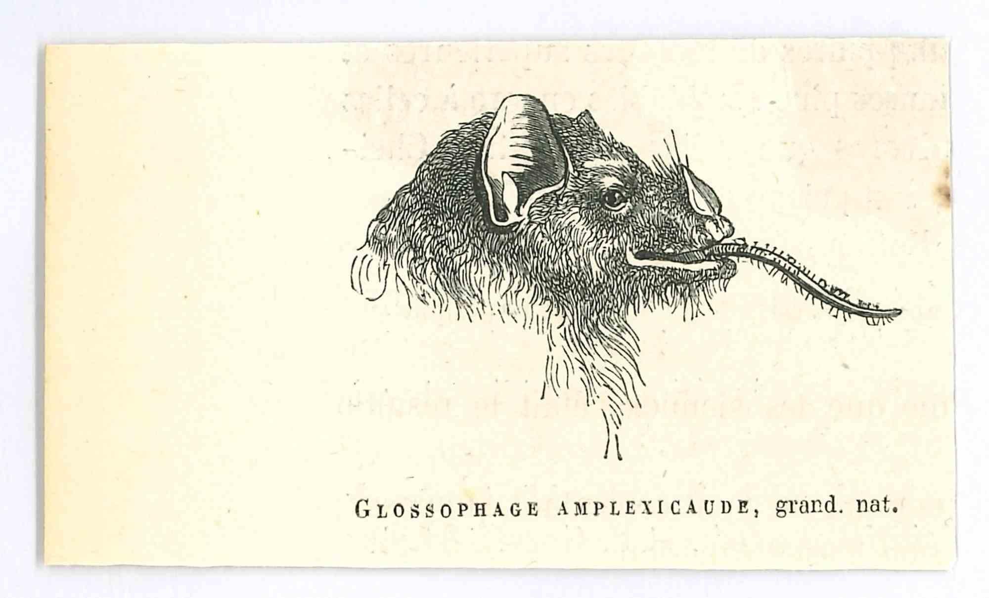 Glossophage is an original lithograph on ivory-colored paper, realized by Paul Gervais (1816-1879). The artwork is from The Series of "Les Trois Règnes de la Nature", and was published in 1854.

Good conditions.

Titled on the lower. With the notes
