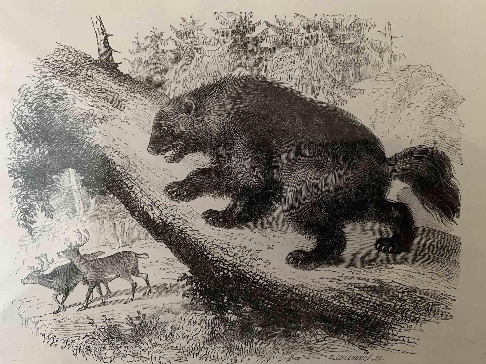 Glouton è una litografia originale su carta color avorio, realizzata da Paul Gervais (1816-1879). L'opera è tratta dalla serie "Les Trois Règnes de la Nature" ed è stata pubblicata nel 1854.

Buone condizioni.

Titolato in basso. Con le note sul