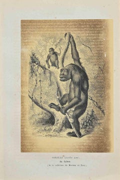 Gorilla - Lithographie originale de Paul Gervais - 1854