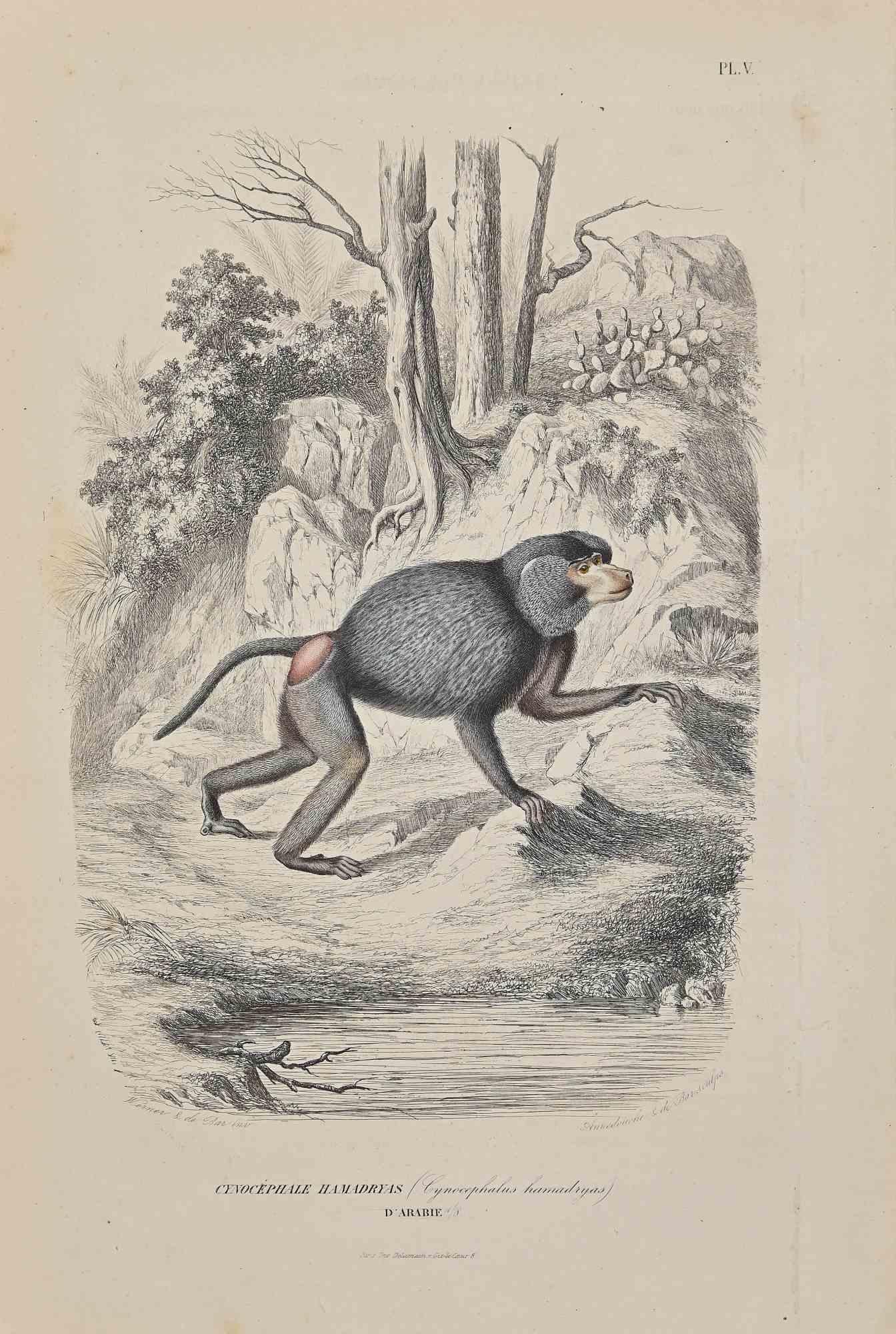 Hamadryas Baboon - Original Lithograph by Paul Gervais - 1854