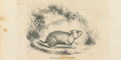 Hamster - Lithographie originale de Paul Gervais - 1854