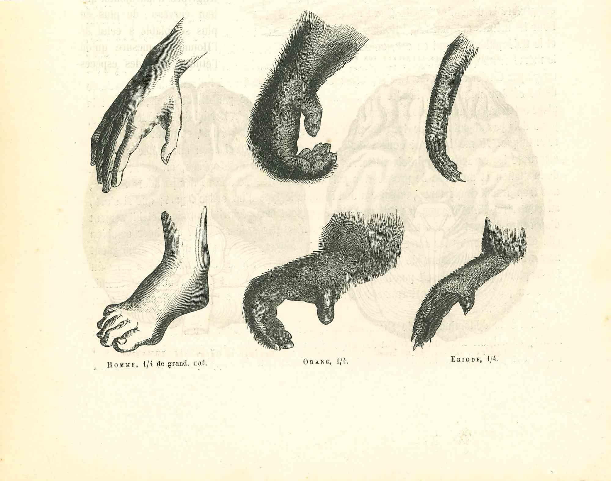 Comparaison des mains et des pieds est une lithographie originale sur papier couleur ivoire, réalisée par Paul Gervais (1816-1879). L'œuvre est tirée de la série "Les Trois Règnes de la Nature", et a été publiée en 1854.

Bonnes conditions.

Titré