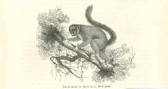 Hapalemure Ou Maki Gris – Originallithographie von Paul Gervais – 1854