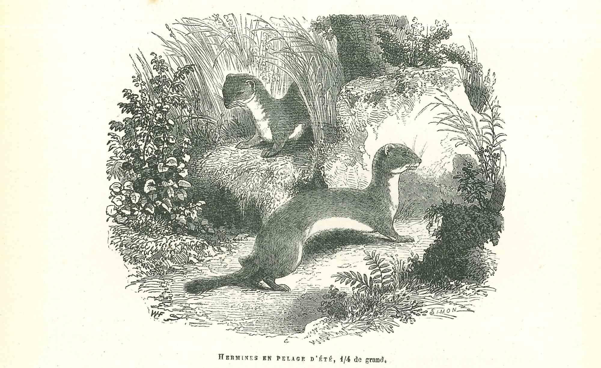 Hermines è una litografia originale su carta color avorio, realizzata da Paul Gervais (1816-1879). L'opera è tratta dalla serie "Les Trois Règnes de la Nature" ed è stata pubblicata nel 1854.

Buone condizioni.

Titolato in basso. Con le note sul